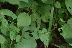Gonodonta