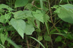 Gonodonta