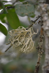 Evernia prunastri