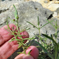 Pombalia verticillata