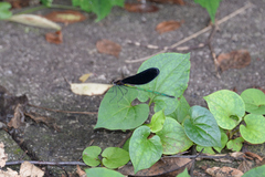 Atrocalopteryx atrata