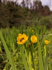 Sisyrinchium tolucense