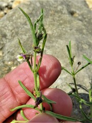 Pombalia verticillata