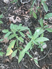 Symphyotrichum ontarionis