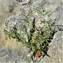 Pombalia verticillata