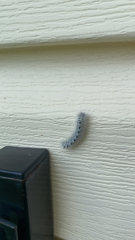 Lophocampa caryae