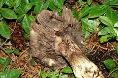 Gomphidius oregonensis