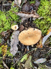 Lactarius deliciosus