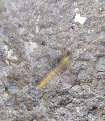 Acronicta leporina