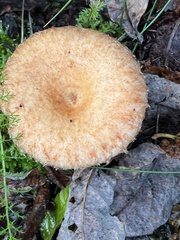 Lactarius deliciosus