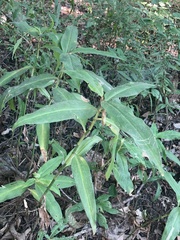 Commelina virginica