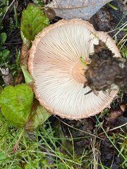 Lactarius deliciosus
