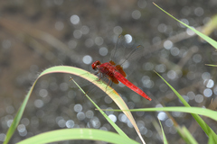 Crocothemis servilia mariannae