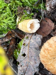 Lactarius deliciosus