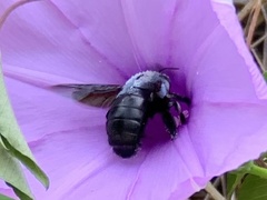 Xylocopa abbotti