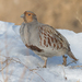 Gray Partridge - Photo (c) Алексей Эбель, some rights reserved (CC BY-NC), uploaded by Алексей Эбель