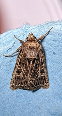 Tholera decimalis