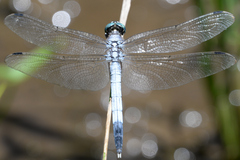 Orthetrum albistylum