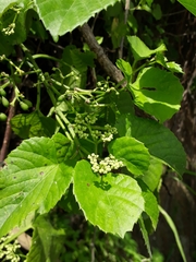 Cissus verticillata