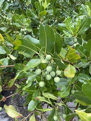 Calophyllum inophyllum