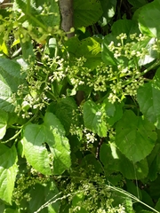 Cissus verticillata