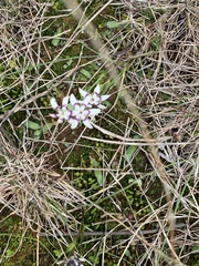 Wurmbea dioica