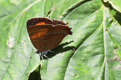 Thecla betulae