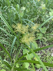 Cyperus esculentus
