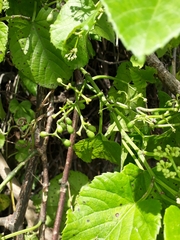 Cissus verticillata