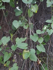 Cissus verticillata