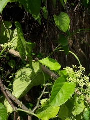 Cissus verticillata