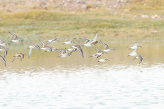 Calidris ferruginea