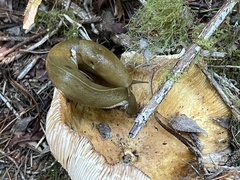 Ariolimax columbianus