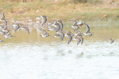 Calidris ferruginea