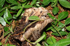 Gomphidius oregonensis