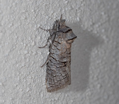 Culama suffusca
