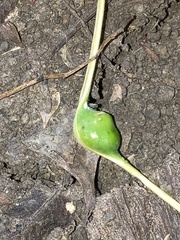 Pemphigus obesinymphae