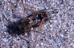 Notonecta undulata
