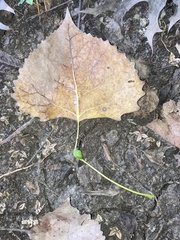 Pemphigus obesinymphae