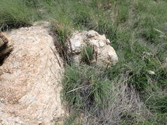 Muhlenbergia emersleyi