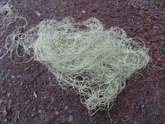 Alectoria sarmentosa