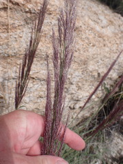 Muhlenbergia emersleyi