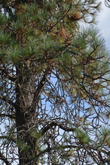 Pinus ponderosa