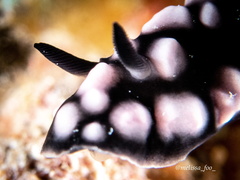 Phyllidiella pustulosa