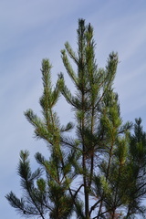 Pinus contorta