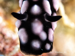 Phyllidiella pustulosa