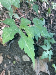 Vitis aestivalis