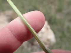Muhlenbergia emersleyi