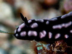 Phyllidiella pustulosa