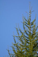Larix occidentalis